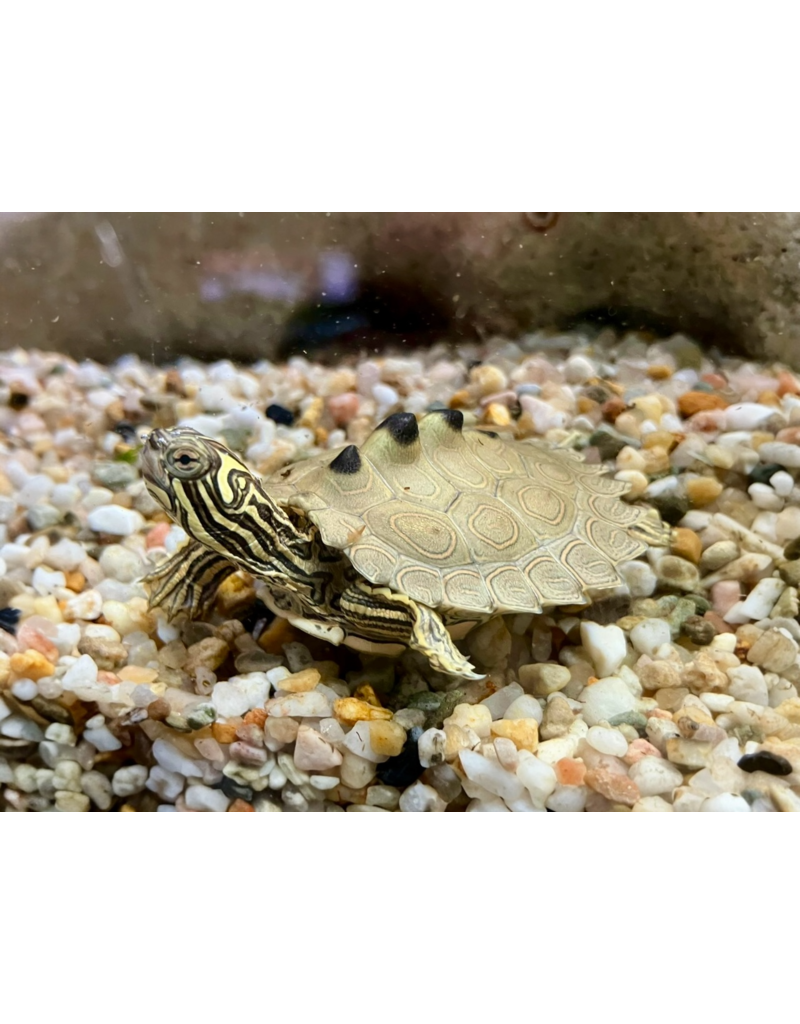 Schwarzknopf Höckerschildkröte - Graptemys nigrinoda CB25