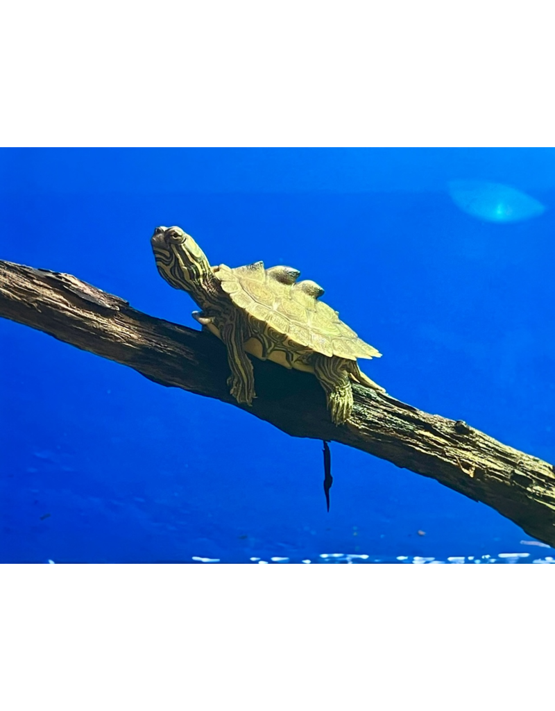 Schwarzknopf Höckerschildkröte - Graptemys nigrinoda CB25