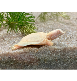 Chinesische Weichschildkröte - Pelodiscus sinensis "albino"