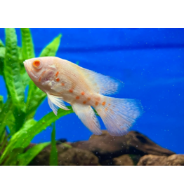 Pfauenaugen Buntbarsch - Astronotus ocellatus "Rot Tiger Albino Schleier"