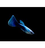 Guppy Männchen - Poecilia reticulata "Neon blau"