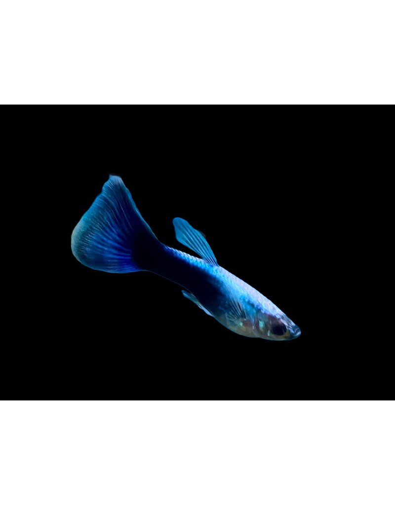 Guppy - Poecilia reticulata "Neon blau"
