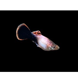 Guppy Männchen - Poecilia reticulata "Pink Tuxedo“