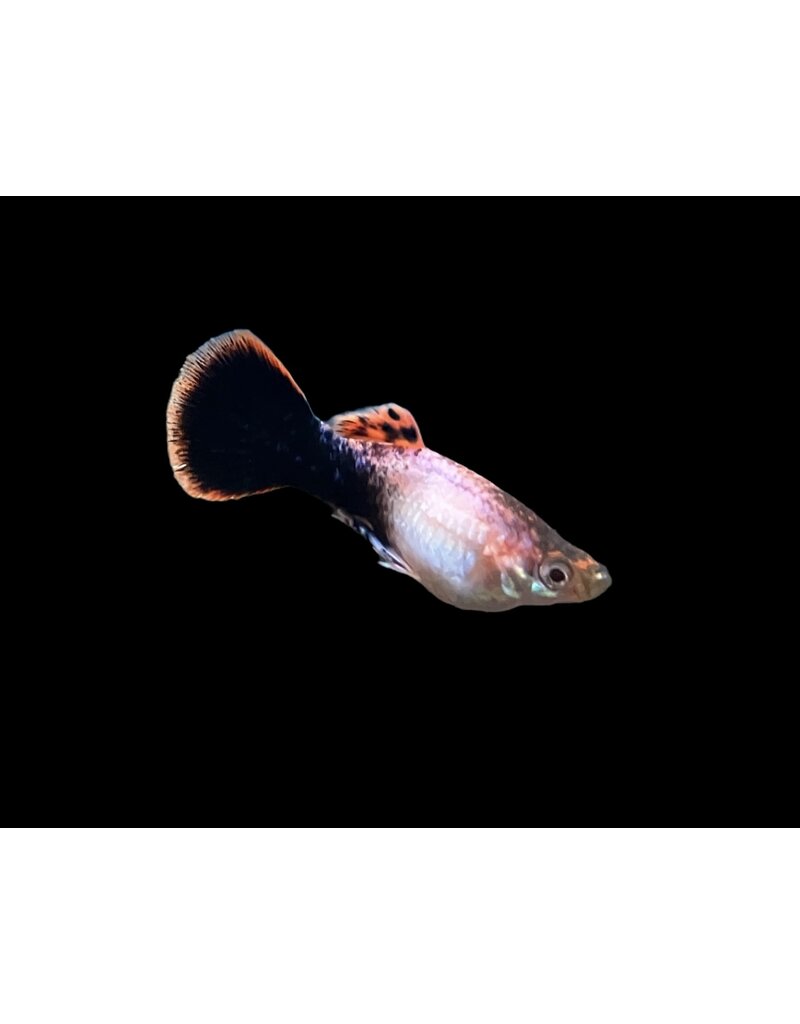 Guppy Männchen - Poecilia reticulata "Pink Tuxedo“