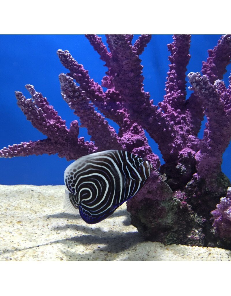 Imperator Kaiserfisch "Juvenil" Nachzucht