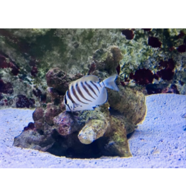 Schwarzstreifen Doktorfisch - Acanthurus polyzona