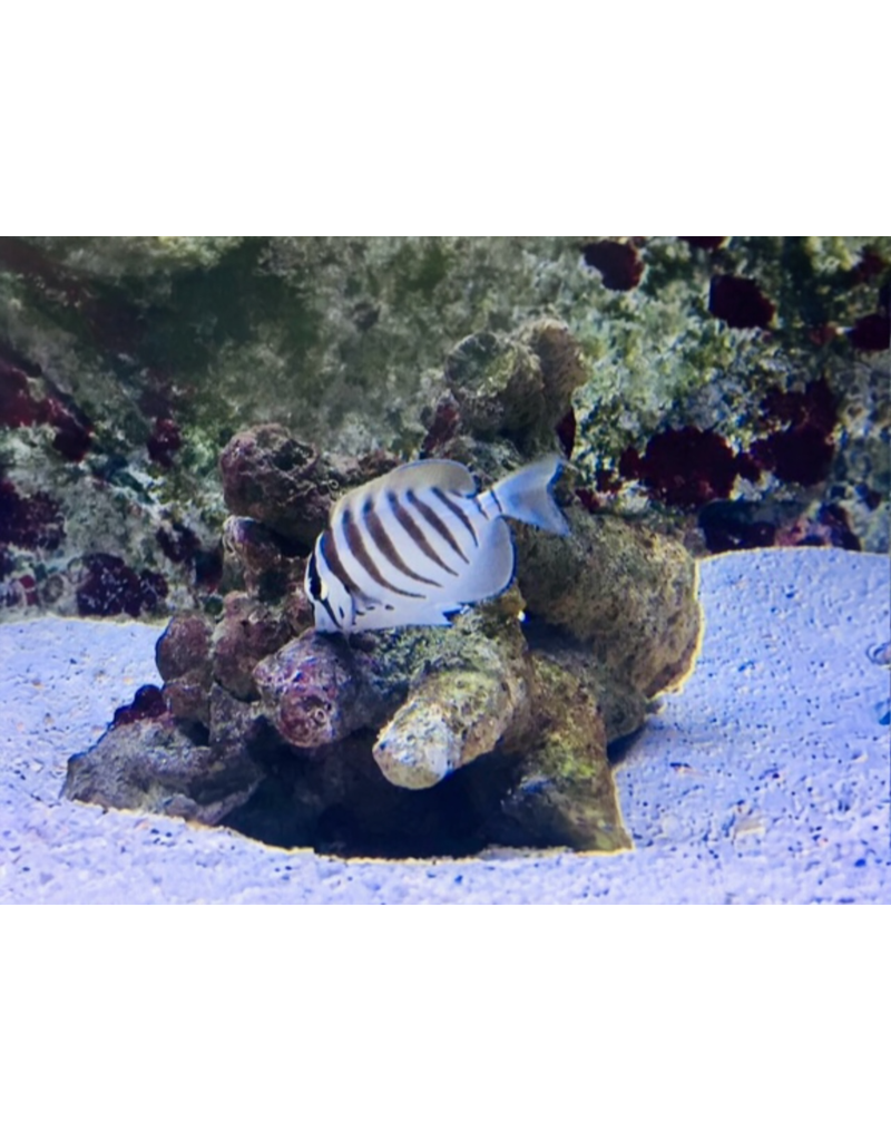 Schwarzstreifen Doktorfisch - Acanthurus polyzona