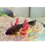 Axolotl - Ambystoma mexicanum "Harlekin dunkel"