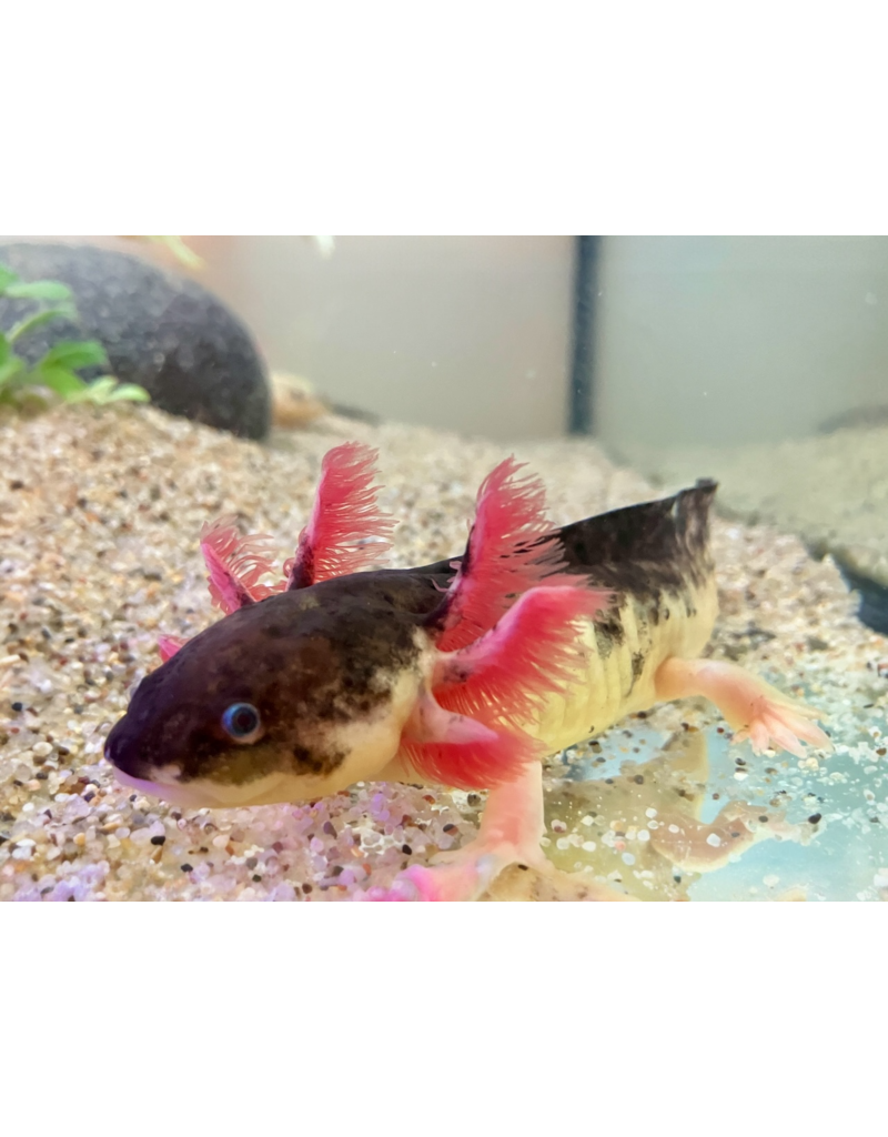 Axolotl - Ambystoma mexicanum "Harlekin dunkel"
