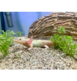 Axolotl - Ambystoma mexicanum "Harlekin hell"