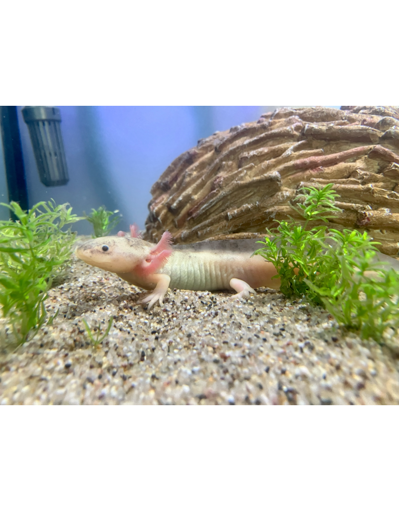 Axolotl - Ambystoma mexicanum "Harlekin hell"