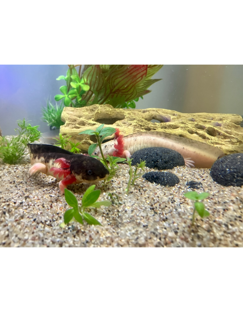 Axolotl - Ambystoma mexicanum "Harlekin PAAR“