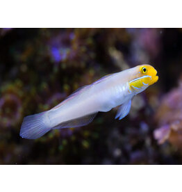 Goldstirn Sandgrundel - Valenciennea strigata PAAR