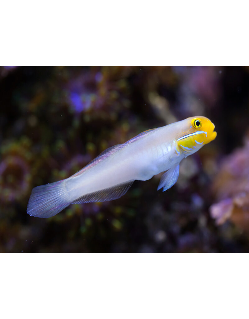 Goldstirn Sandgrundel - Valenciennea strigata PAAR