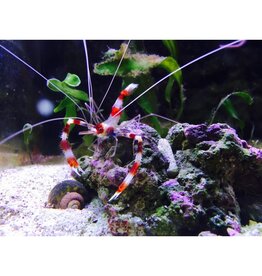 Gebänderte Scherengarnele - Stenopus hispidus PAAR