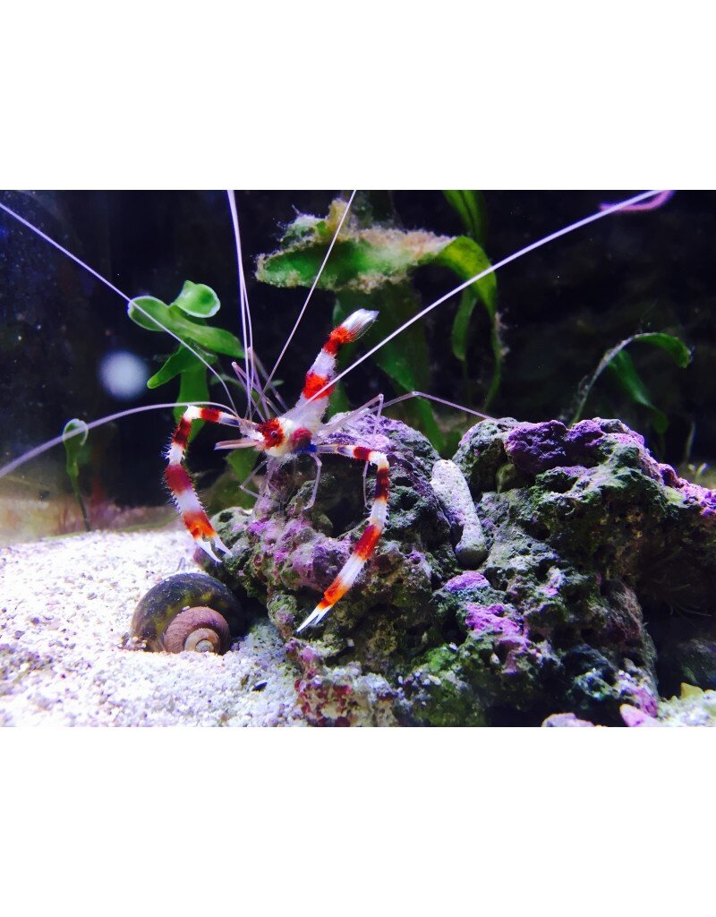 Gebänderte Scherengarnele - Stenopus hispidus PAAR