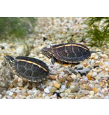 Rückenstreifen Zierschildkröte - Chrysemys dorsalis CB25