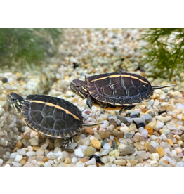 Rückenstreifen Zierschildkröte - Chrysemys dorsalis CB25