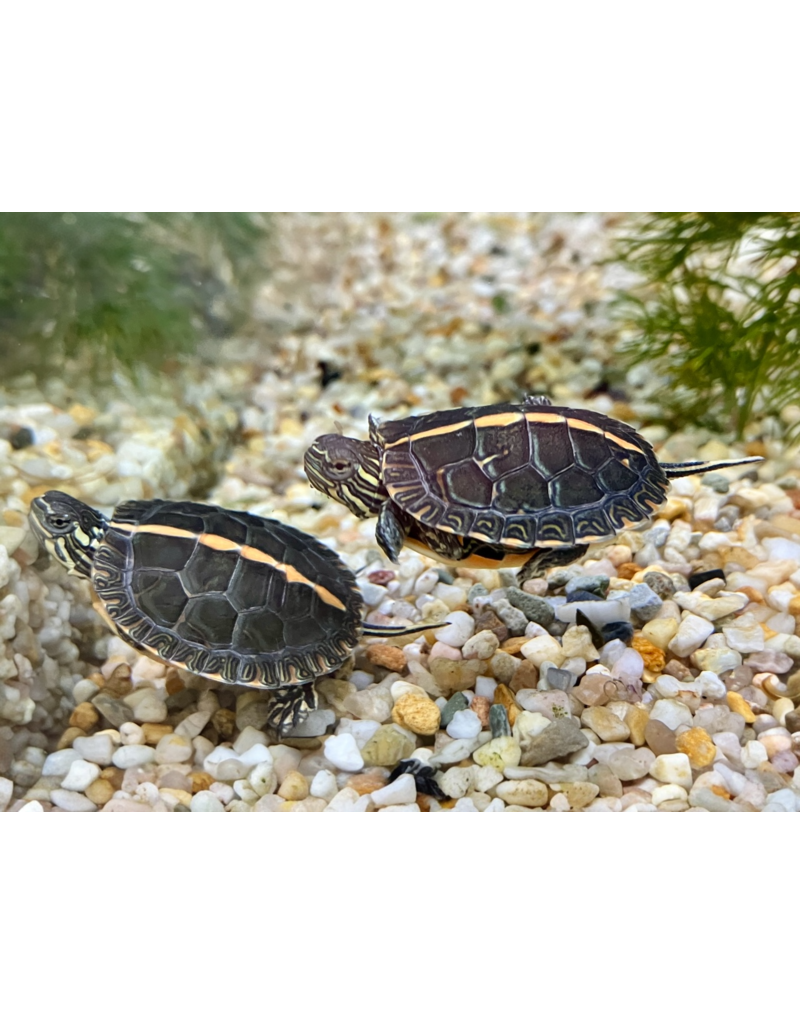 Rückenstreifen Zierschildkröte - Chrysemys dorsalis CB25