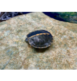 Rückenstreifen Zierschildkröte - Chrysemys dorsalis CB25