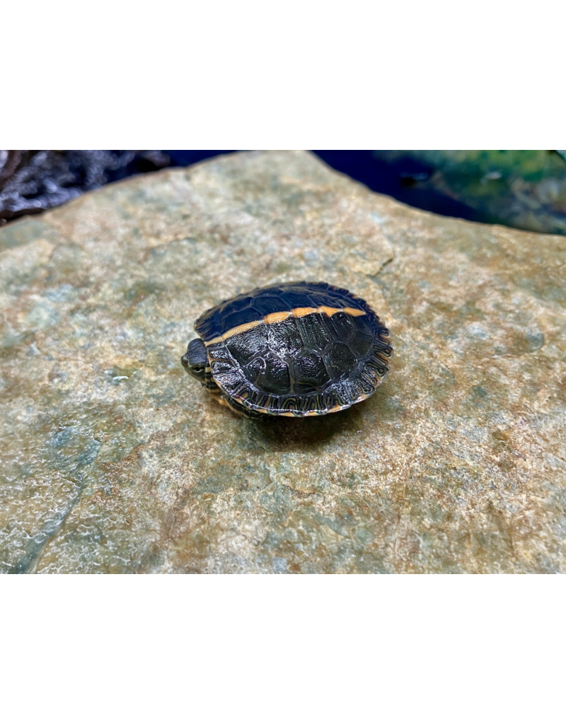 Rückenstreifen Zierschildkröte - Chrysemys dorsalis CB25