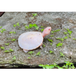 Rotbauch Spitzkopf Schildkröte - Emydura subglobosa  "Albino" CB25