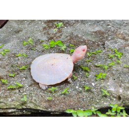 Rotbauch Spitzkopf Schildkröte - Emydura subglobosa  "Albino" CB25
