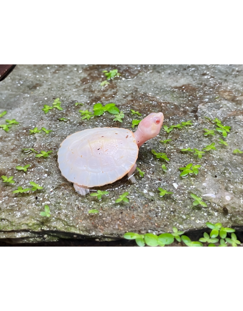 Rotbauch Spitzkopf Schildkröte - Emydura subglobosa  "Albino" CB25