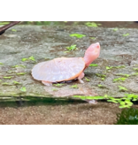Rotbauch Spitzkopf Schildkröte - Emydura subglobosa  "Albino" CB25
