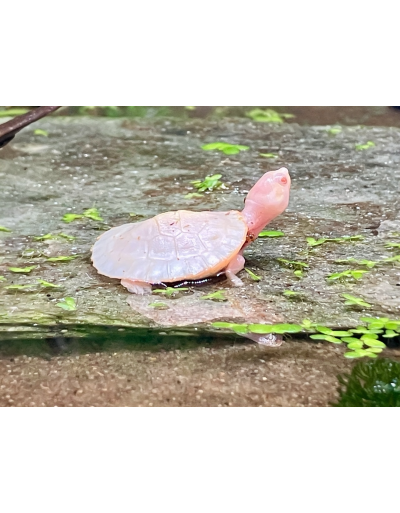 Rotbauch Spitzkopf Schildkröte - Emydura subglobosa  "Albino" CB25