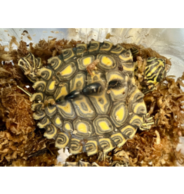 Gelbtupfen Höckerschildkröte - Graptemys flavimaculata CB25 WYSIWYG