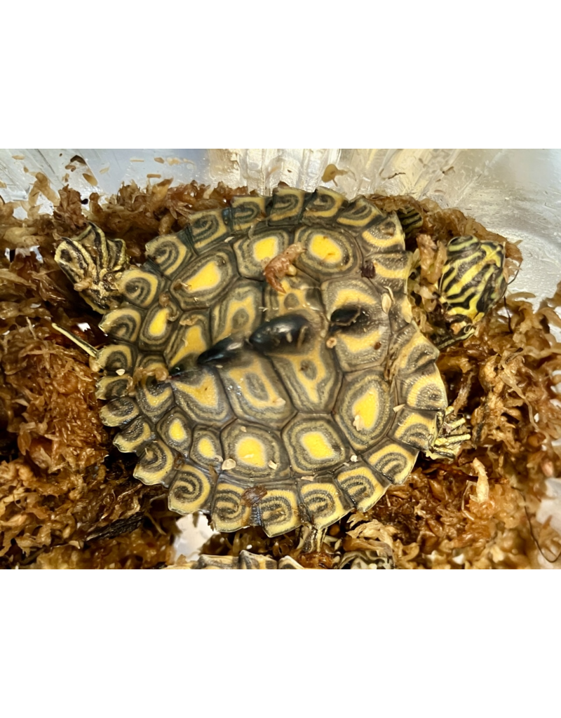 Gelbtupfen Höckerschildkröte - Graptemys flavimaculata CB25 WYSIWYG