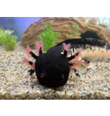 Axolotl - Ambystoma mexicanum "Harlekin dunkel" WYSIWYG