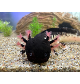 Axolotl - Ambystoma mexicanum "Harlekin dunkel"  WYSIWYG