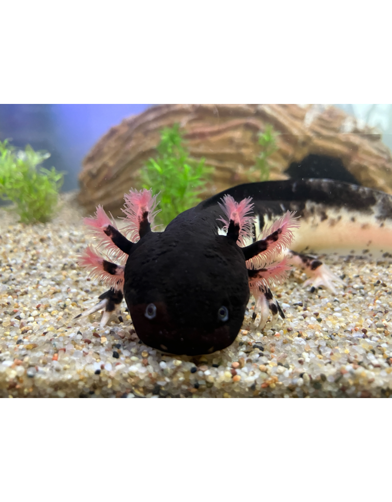 Axolotl - Ambystoma mexicanum "Harlekin dunkel" WYSIWYG