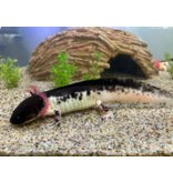 Axolotl - Ambystoma mexicanum "Harlekin dunkel" WYSIWYG