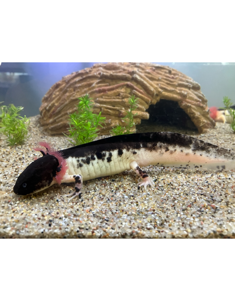 Axolotl - Ambystoma mexicanum "Harlekin dunkel" WYSIWYG