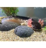 Axolotl - Ambystoma mexicanum "Harlekin dunkel"