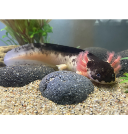 Axolotl - Ambystoma mexicanum "Harlekin dunkel"