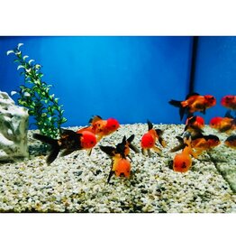 Löwenkopf "Rot/schwarz" - Carassius auratus 8-10cm