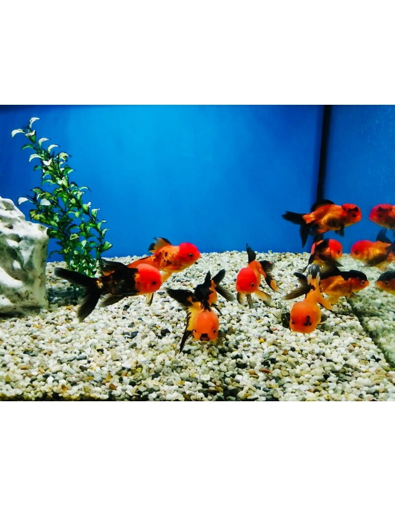 Löwenkopf "Rot/schwarz" - Carassius auratus 8-10cm