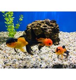Löwenkopf "Rot/schwarz" - Carassius auratus 8-10cm