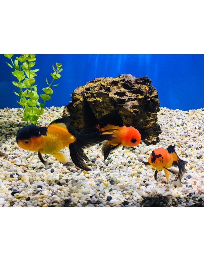 Löwenkopf "Rot/schwarz" - Carassius auratus 8-10cm
