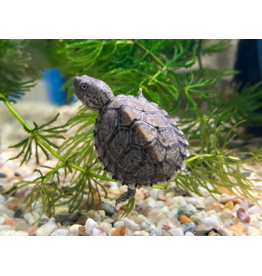 Dach Moschusschildkröte - Sternotherus carinatus CB25