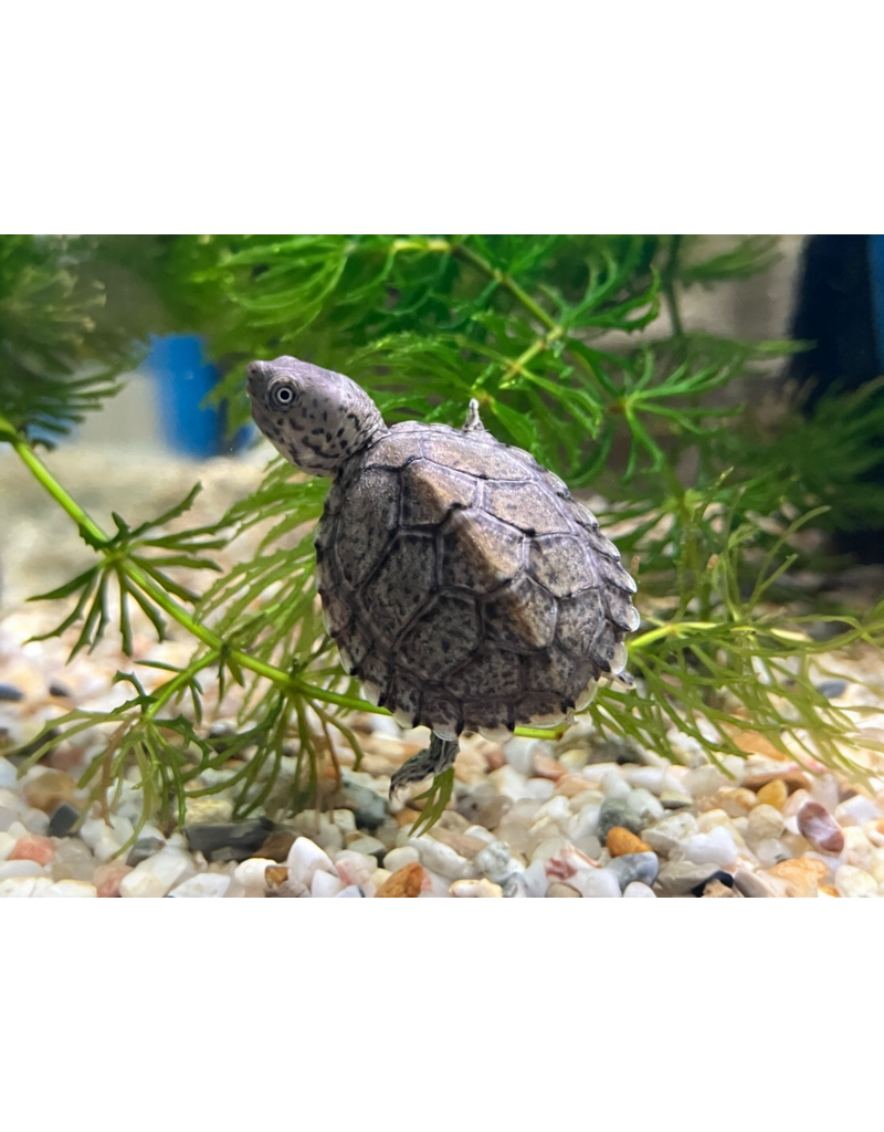 Dach Moschusschildkröte - Sternotherus carinatus CB25