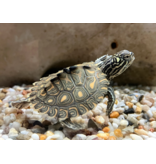 Gelbtupfen Höckerschildkröte - Graptemys flavimaculata CB25
