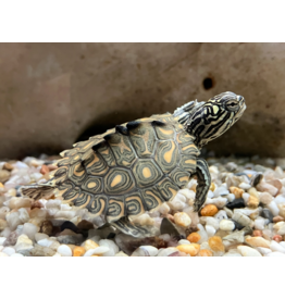 Gelbtupfen Höckerschildkröte - Graptemys flavimaculata CB25