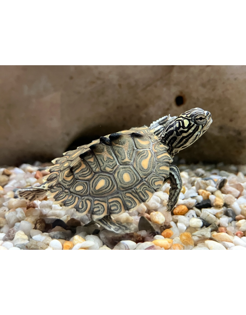 Gelbtupfen Höckerschildkröte - Graptemys flavimaculata CB25