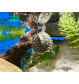 Gelbtupfen Höckerschildkröte - Graptemys flavimaculata CB25