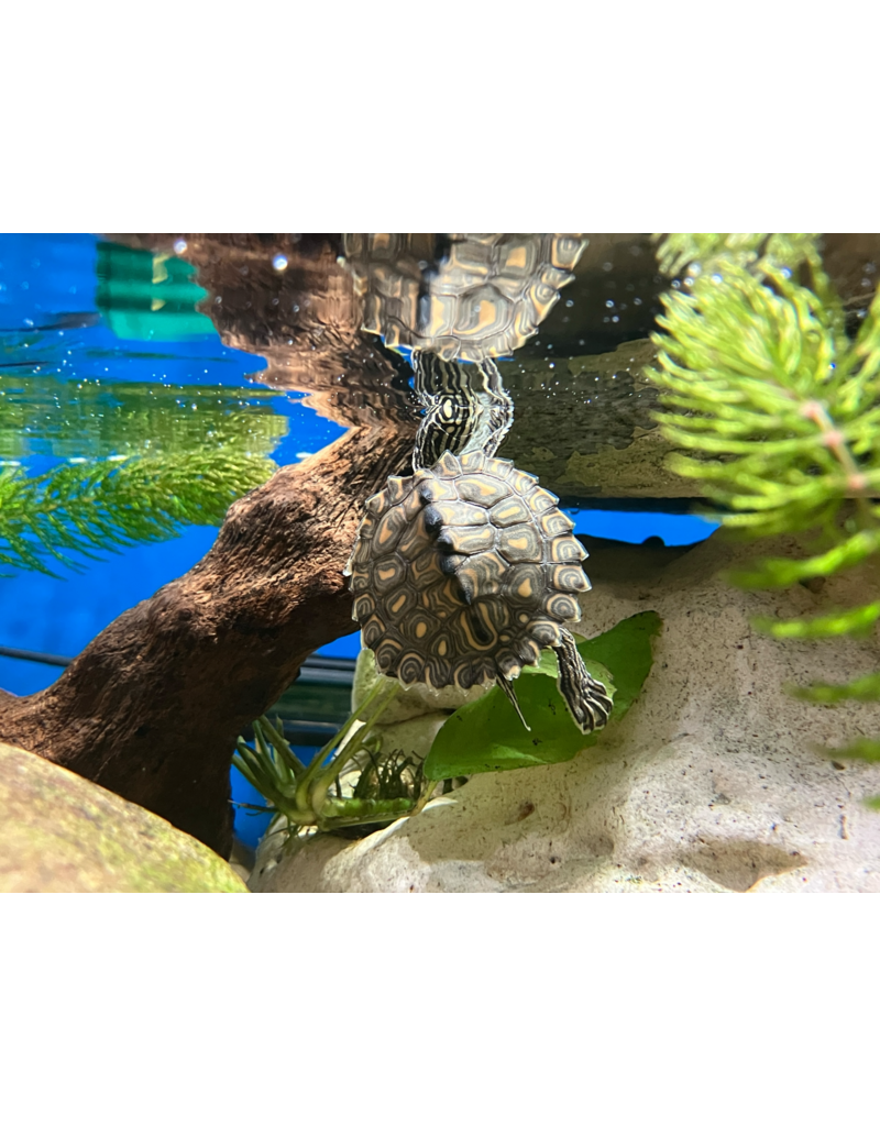 Gelbtupfen Höckerschildkröte - Graptemys flavimaculata CB25